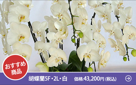 胡蝶蘭5F・2L・白　価格:43,200円 (税込)