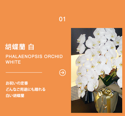 1)お祝いの定番どんなご用途にも贈れる白い胡蝶蘭