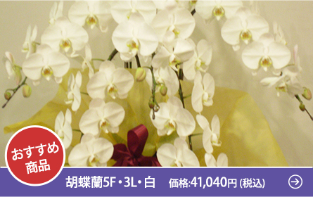 胡蝶蘭5F・3L・白　価格:41,040円 (税込)